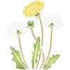 Stencil Company - Stencil a forma di dente di leone, 25,40 x 31,75 cm (L) - Stencil Company Original Dandilion Puff Wall Stencil con fiore