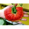 FRAGOLA GIGANTE PALMA, 50 SEMI