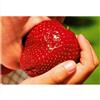 FRAGOLA GIGANTE, 50 SEMI