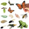 Jonuin Set 13 Figurine Ciclo di Vita Animali, Farfalle, Api & Rana, Giocattoli Educativi Montessori per Bambini 3+, Kit Didattico per Progetti Scientifici e Scolastici