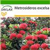 SAFLAX - Albero di Natale della Nuova Zelanda - 300 semi - Con substrato - Metrosideros excelsa