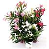 POWERS TO FLOWERS - TRIS OLEANDRO, BIANCO, ROSA E ROSA INTENSO, vaso 13cm, piante vere