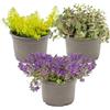 Bloomique - Mix di 3 - Sedum - Pianta Grassa - Pianta da Giardino - Sempreverde - Resistente al Freddo - Alta 10-15 cm - Vaso 14 cm