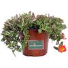 eGarden.store Pianta di Portulaca pianta da esterno pianta da fiore pianta succulenta pianta di Portulaca ornamentale pianta vera venduta da eGarden.store (Portulaca Umbraticola Arancione)