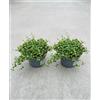 MODIPITRE Piante Vive di Muehlenbeckia, Verde, Vaso da 12 cm, 2 Pezzi, Uso Esterno, Fiori Invernali