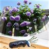 Blue Magic Design Rosa rampicante viola a radice nuda Indigoletta - Rampicante stupefacente e resistente per bordi del giardino, sentieri e design verticale del giardino