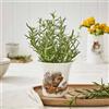 Wrendale Designs - Vaso per erbe Nuovi inizi