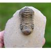Trilobite - Crotalocephalina (Crotalocephalus) Gibbus - Devoniano - Marocco
