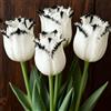 immfhs Tulipani perenni: semina autunnale, ideali in casa e all'aperto, perfetti per splendide composizioni da giardino.-g-6 Rizomi