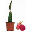 Florali Pitaya frutto del drago Hylocereus monacanthus (Polpa Rossa)