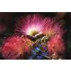Generic 25 MIMOSA TREE EH WILSON Colibri Fleur Rose Albizia Julibrissin Rosea Grani: Grani