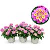 POWERS TO FLOWERS - LANTANA CAMARA GIALLA 3 PIANTE, VASO 14CM, piante vere
