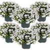 Bloomique - Set di 6 - Campanula Ambella White - Campanula Bianca - Pianta Coprisuolo - Pianta da Giardino - Resistente al Freddo - Adatta agli Animali - Alte 10-20 cm - Vaso 10,5 cm