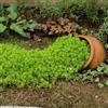 Generic Semi di Sedum Lineare, semi da balcone decorazione da giardino per esterni rare giardino per luoghi soleggiati perenni 1000pcs