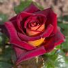 AMDGarden Rosa Brevettata Eddy Mitchell® Meilland Pianta Rifiorente Rosso Giallo Oro per Esterni Vaso 19 cm