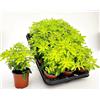 POWERS TO FLOWERS - CHOISYA TERNATA SUNDANCE, 2 PIANTE, vaso 11cm diametro, piante vere
