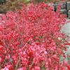 le Georgiche Vivai le Georgiche - Pianta vera di Euonymus alatus Compactus - vaso Ø 18 cm