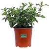 eGarden.store Pianta di Cisto Pianta di Cistus Pianta da esterno pianta da giardino pianta ornamentale pianta da fiore pianta vera di Cistus venduta da eGarden.store (Cistus Ladanifer v.17 cm)