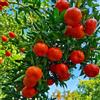 Generic semi di arancio/mandarino giardino per esterni roccioso, resistenti colonnare ornamentale 40pcs
