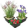 vdvelde.com vdvelde - Set Ninfee Nane Rosse - 9 Piante con Nymphaea Pygmaea Rubra, Iris & Butomo - Set Completo con Cestello, Substrato & Fertilizzante - Per Laghetto 10-40 cm di Profondità