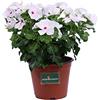 eGarden.store Pianta di Vinca Pianta di Pervinca pianta da fiore pianta da esterno pianta ornamentale di Vinca pianta vera di Vinca venduta da eGarden.store (Bianco)