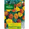Vilmorin Kit 10 bustine Semi Di Tagete Indiabonita Fiori S-1,1,5 Gr