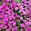 Generic Rock Cress Pink -50 graines - Arabis Caucasica - Fleur vivace de rocaille - NPWS