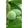 Generico Pianta di Asimina Triloba o Pawpaw da Seme in Vaso da 20 cm