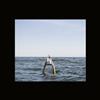 Galaxy Fingers The Last Bastion of Fox Quality (Vinyl LP) 10" Album
