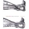 Annemarie Mol The Body Multiple (Tascabile) Science and Cultural Theory