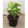POWERS TO FLOWERS - SYNGONIUM MANGO, pianta vera