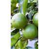 Generico Pianta di Lime o Limetta in Fitocella