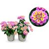 POWERS TO FLOWERS - LANTANA CAMARA ROSA, 2 PIANTE, VASO 14CM, piante vere