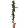 Generico VIVAIO GARDEN FOREST Hedera Helix Hibernica, edera a foglia verde grande, pianta rampicante e ricadente ornamentale, ideale per interni, balconi, terrazzi e giardini