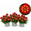 POWERS TO FLOWERS - LANTANA CAMARA ROSSA 3 PIANTE, VASO 14CM, piante vere