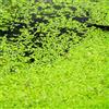Generic lenticchie d'acqua - acquatiche aromatiche selvatiche, resistenti balcone con serra d'appartamento esotiche copertura del terreno in vaso 100semi