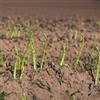 Generic Semi di asparagi biologici, semi di invernali Le da giardino sono per gli amanti del giardino resistenti 500pcs