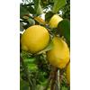 Generico Pianta di Limone Zagara Bianca in Fitocella - Agrume Produttivo e Aromatico