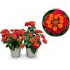 POWERS TO FLOWERS - LANTANA CAMARA ROSSO/ARANCIO, 2 PIANTE, VASO 14CM, piante vere