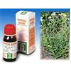 SPECCHIASOL Srl ACHILLEA 51 50ML TM