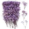 jwogngls 100 Pezzi Essiccata Nebbiolina Secca, Multi Bocciolo di Fiore Gypsophila, Nebbiolina Gypsophila Fiori, Fiori Secchi Naturali per Cornici Fai da Te, Segnalibri, Biglietti di Auguri (Dark Purple)