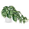 Hollyone Piante Artificiali in Vasi di Ceramica, Piante Finte Jade Pothos Decorative in Vaso, Piante da Interno Realistiche per la Decorazione della Casa, Bagno, Soggiorno, Cucina, Mensola
