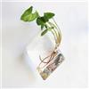 Generic Fioriera in vetro da appendere alla parete, vaso rotondo in vetro, vaso per fiori e piante, terrari per la decorazione della casa (11)
