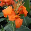 le Georgiche Vivai le Georgiche - Pianta vera di Canna indica Cannova Orange Shades Canna x generalis 'Fcaa17' Canna fiorifera, Canna d'India - vaso Ø 14 cm