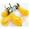 Generic Fresco Giallo Pera Pomodoro 250 grani sucrées non OGM ez Grow: grani