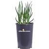 eGarden.store Pianta di Allium Pink pianta da esterno fiore rosa ornamentale pianta vera da Allium fiorita da balcone venduta da eGarden.storre