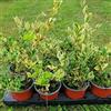 Generico Ligustro texano variegato, 4 piante alte 20/30 cm, vaso 13