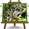 EURO PLANTS VIVAI Pesco Nano a Foglia Rossa Pianta da Frutto su Vaso da 24/26 cm Pianta Alta 80-100 cm. 4 Anni