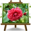 EURO PLANTS VIVAI Camelia Japonica Rossa Black Lace Pianta Ornamentale su Vaso 22 cm Altezza 60-80 cm