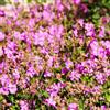 Bloomique - Set di 3 - Geranium × cantabrigiense 'Cambridge' - Geranio - Fiori lilla - Resistente al freddo - Altezza 10-20 cm - Vaso 9x9 cm